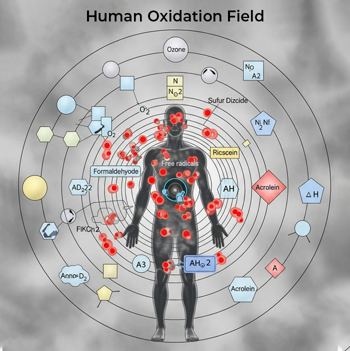 Oxidative Stress Diagram